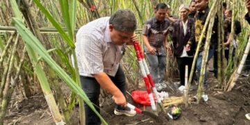 Tradisi Ritual Petik Tebu dan Doa di Ladang, Kebun Dhoho Buka Musim Tebang 2026