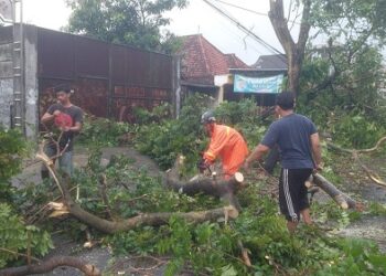 Angin Kencang, Belasan Titik Pohon Tumbang Terjadi di Kota Kediri
