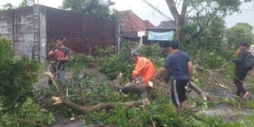 Angin Kencang, Belasan Titik Pohon Tumbang Terjadi di Kota Kediri