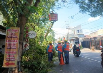 Pohon Tumbang Dipicu Cuaca Ekstrem, DLHKP Kota Kediri Tingkatkan Pemangkasan Rutin