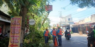 Pohon Tumbang Dipicu Cuaca Ekstrem, DLHKP Kota Kediri Tingkatkan Pemangkasan Rutin