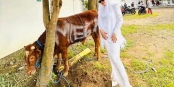 Semarak Idul Adha 1447 H, Yayasan Mega Makmur Mulya Sembelih Satu Ekor Sapi dan Kambing