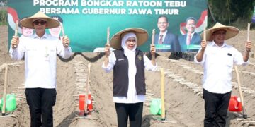 Jatim Jadi Penopang Utama Swasembada Gula, Khofifah Genjot Bongkar Ratoon Tebu di Kediri