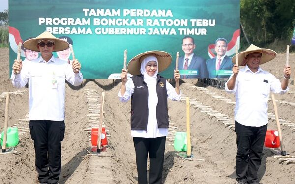 Jatim Jadi Penopang Utama Swasembada Gula, Khofifah Genjot Bongkar Ratoon Tebu di Kediri