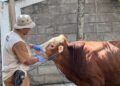 Pemkot Kediri Salurkan 10 Sapi dan Puluhan Kambing Kurban untuk Masyarakat