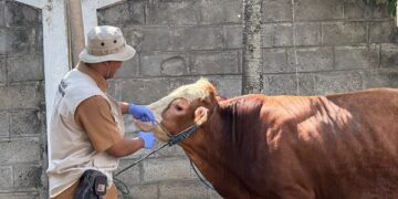 Pemkot Kediri Salurkan 10 Sapi dan Puluhan Kambing Kurban untuk Masyarakat