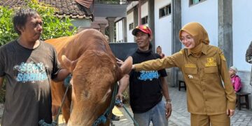Di Kota Kediri, Sapi Kurban Presiden Diserahkan ke Masjid Darunnajach Kota Kediri