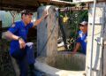 Sapi Limosin Tercebur ke Sumur Sedalam 25 Meter, Kejutkan warga