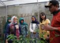 Curi Perhatian Pusat, Mbak Cicha Dampingi Menteri PPPA Kunjungi P2L Desa Tertek