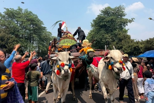 Parade Cikar 2026 Meriah, Rawat Tradisi dan Perkuat Potensi Peternakan di Kabupaten Kediri