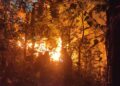 Kebakaran Hutan Gunung Klotok Kediri Hanguskan 1,5 Hektare, Api Berhasil Dipadamkan