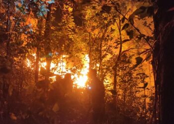 Kebakaran Hutan Gunung Klotok Kediri Hanguskan 1,5 Hektare, Api Berhasil Dipadamkan