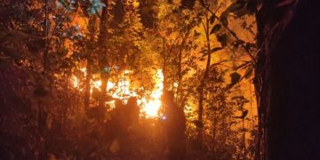 Kebakaran Hutan Gunung Klotok Kediri Hanguskan 1,5 Hektare, Api Berhasil Dipadamkan